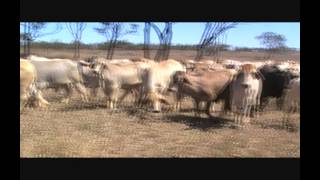 Frank Finger moving steers