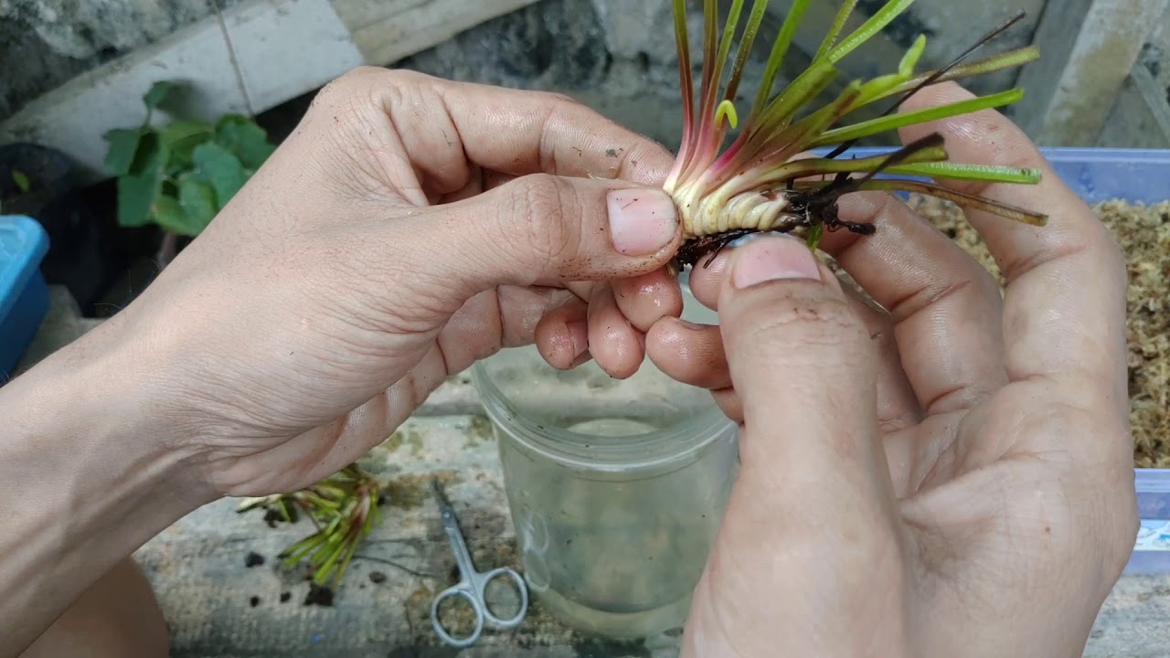 Cara memperbanyak venus flytrap dengan cara stek umbi 