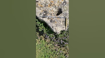 Locate energies learn dowsing