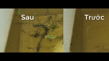 Cách xử lý nước hồ cá luôn trong veo xử lý nước bị đục | Guppy Cu Chi | Cu Chi Tv