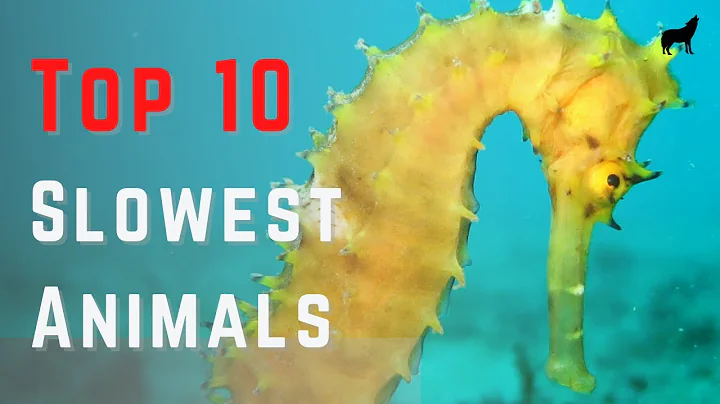 Top 10 Slowest Animals in the World - And Their Speed!