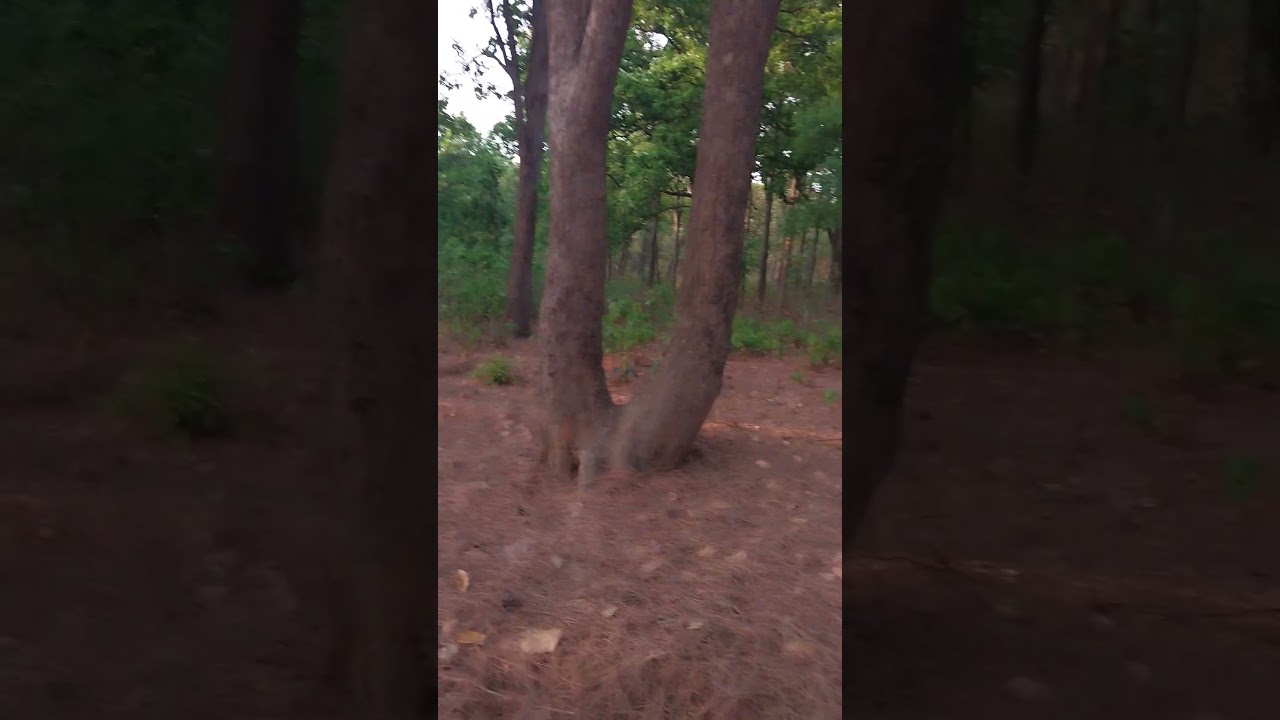 Netar hat pine jungle..🌻🌻