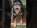 Angry Dog Barking Sound Funnyanimal Angry Angryanimal Rottweilerpuppy Angrypuppy Angrydog Dog Angry Dog Barking Sound Funnyanimal Angry Angryanimal Rottweilerpuppy Angrypuppy Angrydog Dog