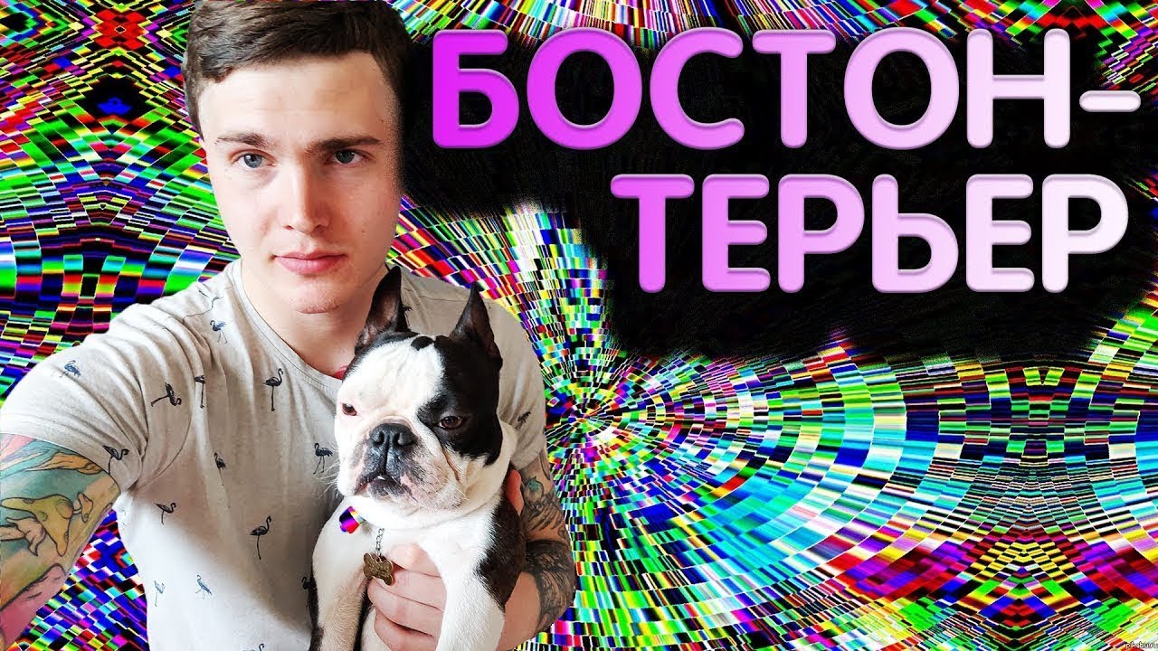 Моя собака Бостон-терьер. Отзыв о породе 🅰