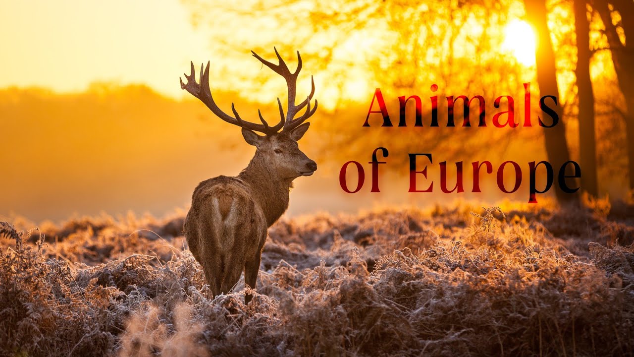 Europe animal life! Cute animals live in Europe. 