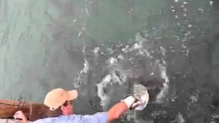 Hand Feeding Tarpon In The Keys