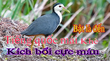 Tiếng quốc mái khè, Bản mới kích bổi cực máu cho a,e đi bẫy,Bản chuẩn đã test