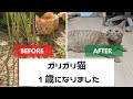 庭に現れたガリガリ子猫が１歳になりました！