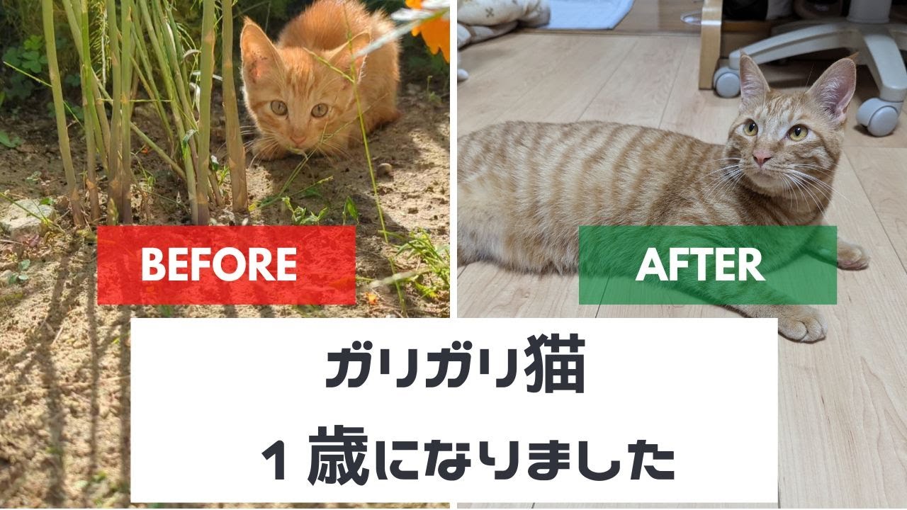 庭に現れたガリガリ子猫が１歳になりました！