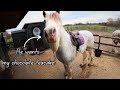 Riding Woody is like herding cats, apparently 🤣 (We did TWO big hills today) / Equestrian VLOG