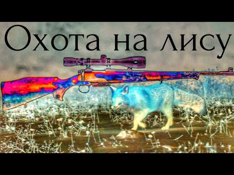Охота на лису с нарезным карабином#223rem