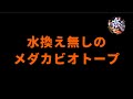 【メダカビオトープ】一年間水替えをしないメダカビオトープ　足し水だけで簡単飼育！　＠楽めだか　初心者や忙しい方も飼える方法　ズボラ飼育