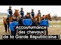 Accoutumance des chevaux de la Garde Républicaine !
