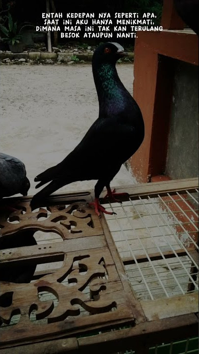 STORY WA MERPATI KOLONG TERBARU..#shorts #merpati #merpatikolong #shortvideo #trikshorts