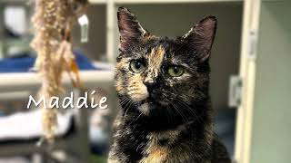 Garfield Movie Event