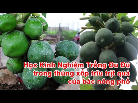 Video Học Kinh Nghiệm Trồng Đu Đủ trong thùng xốp trĩu trịt... - youtube