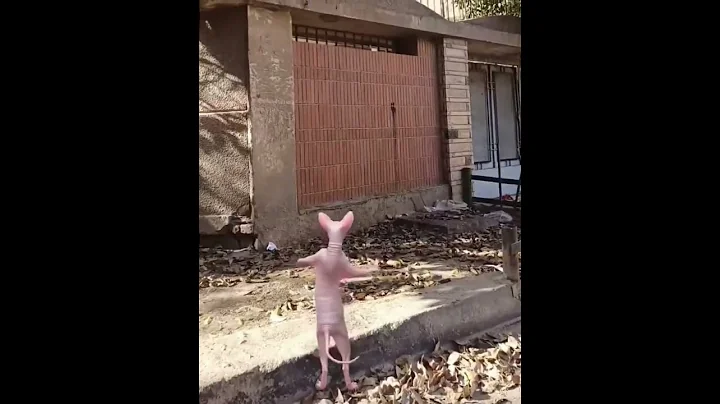 Watch the video about Happy cat#cutecat #sphynxlove #sphynx #lol #explore