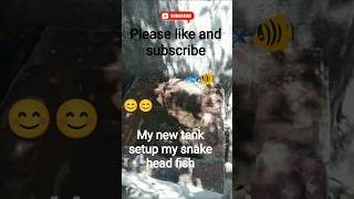 part 1 new tank setup my snake head fish #shortsfeed #shortvideo #snakehead #shorts #trending #tank