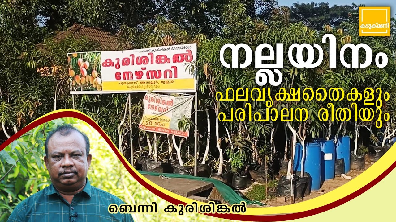 മാവ് പൂക്കാന് എന്ത് ചെയ്യണം / Mallika mango plant malayalam/മല്ലിക മാവ്/colombu maavu/ Maavu krishi