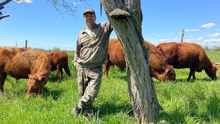 MultiSpecies Rotational Grazing Season Start 2023  Why Farm This Way?