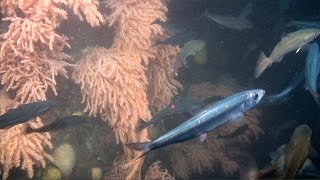 Discover the DeepSea Corals of Maine