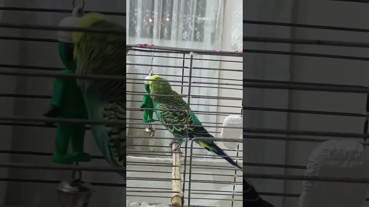 Sevgi Küpü 😂🫣 #birds #talkingparot #muhabbetkuşu #parrot #budgies #birdsong #parakeet #cute