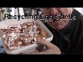 Chicken Egg Recycle