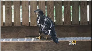 Virginia Bald Eagle To Be Released Back Into Wild After Injuries