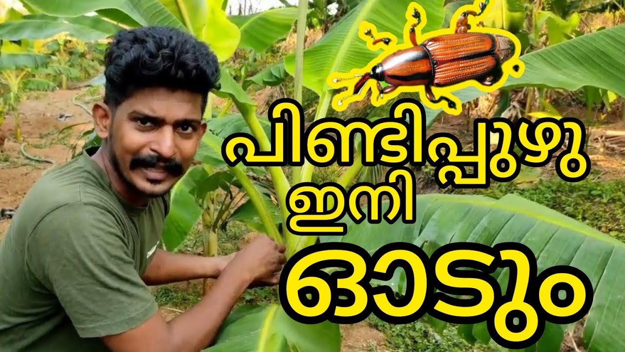 # BananaStemWeevil വാഴയിൽ പിണ്ടിപുഴു വരാതിരിക്കാൻ ചെയ്യേണ്ട '6' വഴികൾ @JTC Media