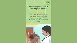 How To Tell if a Dog Has a Fever