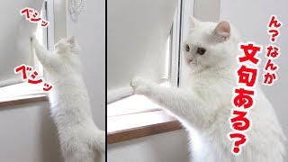 作業の邪魔？飼い主の部屋にいる猫が自由すぎた…！