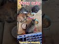 stray Cats, #videos #cat #animalclips #kitten #animalvideos #dog #cute #sound #kitty