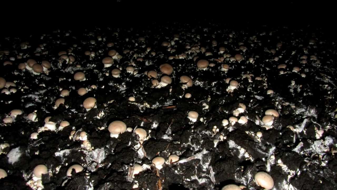 Timelapse of the fructification of brown mushrooms