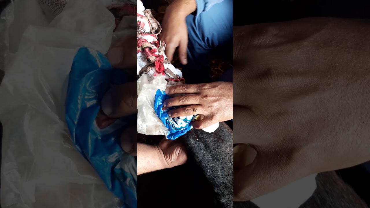 كسر فى رجل بقرة  complete fracture in fetlock joint