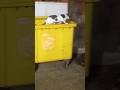 Cat 🐈 climbs out of a trash can / Котик 🐱 вылазит из мусорного бачка + #kitten #cat #catvideos #cats