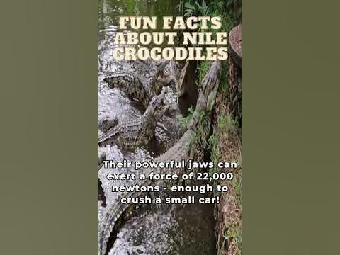 Fun Facts About Nile Crocodiles #crocodiles #wildlife #animals #africa
