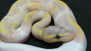 Brian Gundy Gives Update On Diamond In The Rough (Amazing Looking Ball Python)