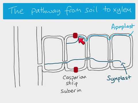 AS Biology - مسیرهای آب از طریق یک گیاه