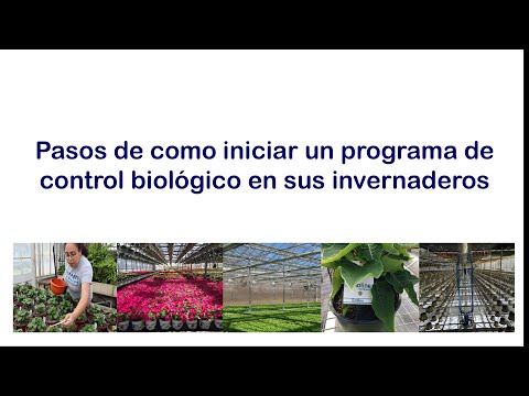 Video: Greenhouse Pest Control - Manejo de plagas en invernaderos