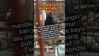 Cara Atasi Murai Cabut Bulu muraibatu