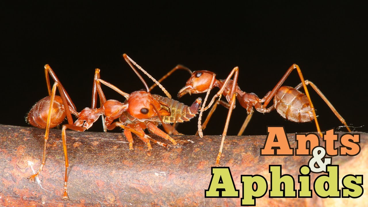 The Ant and the Aphid: A Surprising Symbiotic Relationship