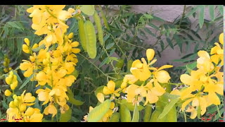 شيلة هزني في الحشا ابها واجمل صور من محافظة الحرث سمعها