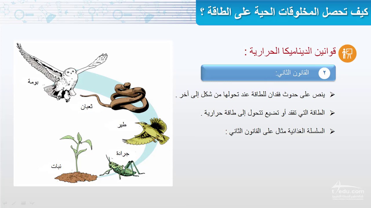 كيف تحصل المخلوقات الحية على الطاقة. 