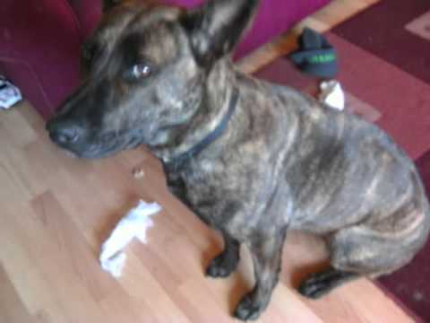 brindle staffy cross german shepherd