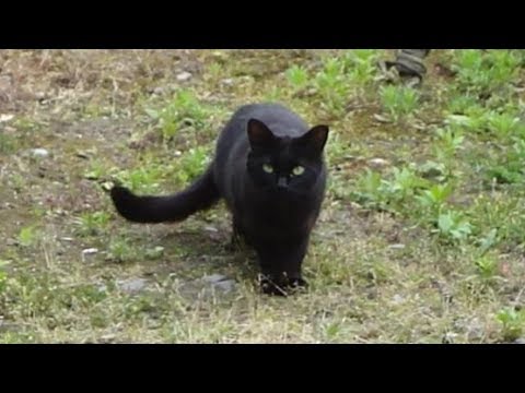 黒い野良猫が我が家にやってきた A Black Cat Youtube 黒い野良猫が我が家にやってきた A Black Cat Youtube