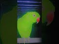 mithu #parrot #talkingparot #nonstoptalkingparrot #birds #talkingparrot #azharparrot #mithukibatain