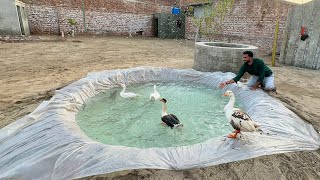 Big Ducks K Lye Swimming Pool Bna Diya😍
