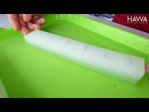 Videó: A magvak elindítása szivacsokban: Ismerje meg a szivacsmag csírázását