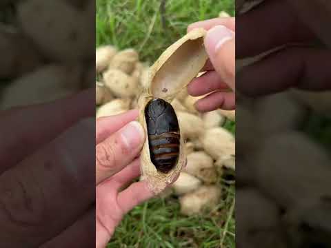 Earth-baked high-protein silkworm chrysalis, have you ever eaten it?