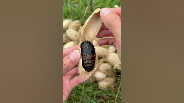 Earth-baked high-protein silkworm chrysalis, have you ever eaten it?